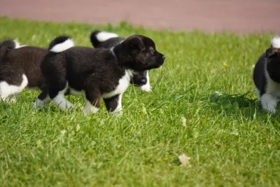 Pārdodu Akitas kucēnus, suņi, kucēni sludinājums Riga, Latvijā 16