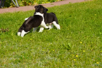 Pārdodu Akitas kucēnus, suņi, kucēni sludinājums Riga, Latvijā 10