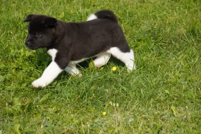 Pārdodu Akitas kucēnus, suņi, kucēni sludinājums Riga, Latvijā 5