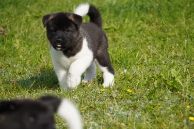 Pārdodu Akitas kucēnus, suņi, kucēni sludinājums Riga, Latvijā 17