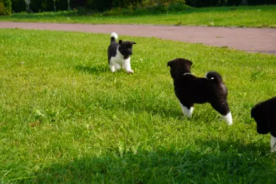 Pārdodu Akitas kucēnus, suņi, kucēni sludinājums Riga, Latvijā 3