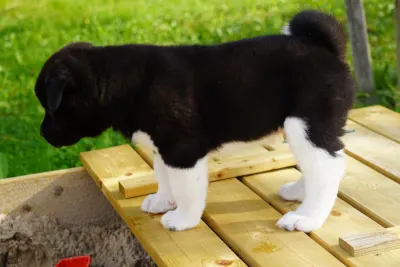 Pārdodu Akitas kucēnus, suņi, kucēni sludinājums Riga, Latvijā 13