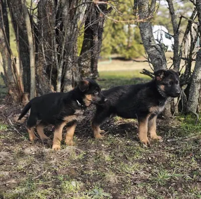 Pārdodu vācu aitu šķirnes kucēnus