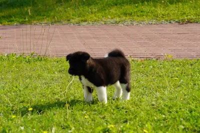 Pārdodu Akitas kucēnus, suņi, kucēni sludinājums Riga, Latvijā 6
