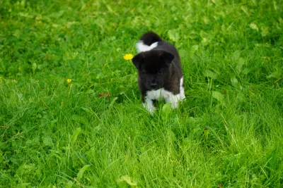 Pārdodu Akitas kucēnus, suņi, kucēni sludinājums Riga, Latvijā 14