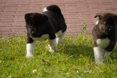 Pārdodu Akitas kucēnus, suņi, kucēni sludinājums Riga, Latvijā 12
