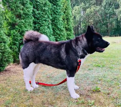 Pārdodu Akitas kucēnus, suņi, kucēni sludinājums Riga, Latvijā 20