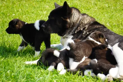 Pārdodu Akitas kucēnus, suņi, kucēni sludinājums Riga, Latvijā 2