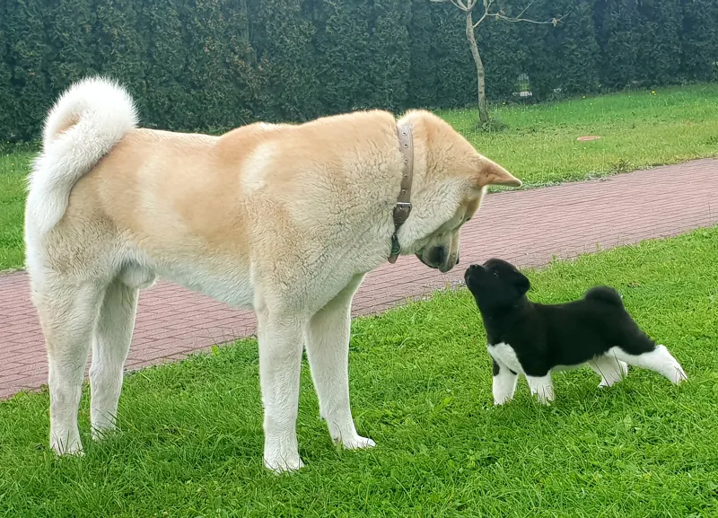 Pārdodu Akitas kucēnus, suņi, kucēni sludinājums Riga, Latvijā 1