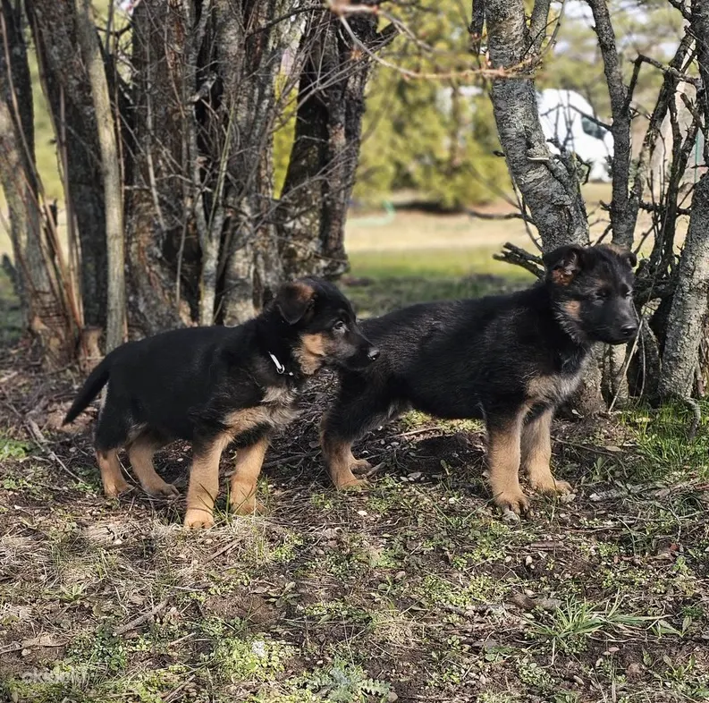 Pārdodu vācu aitu šķirnes kucēnus, suņi, kucēni sludinājums Riga, Latvijā 1