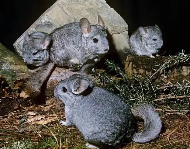 The Moody Chinchilla