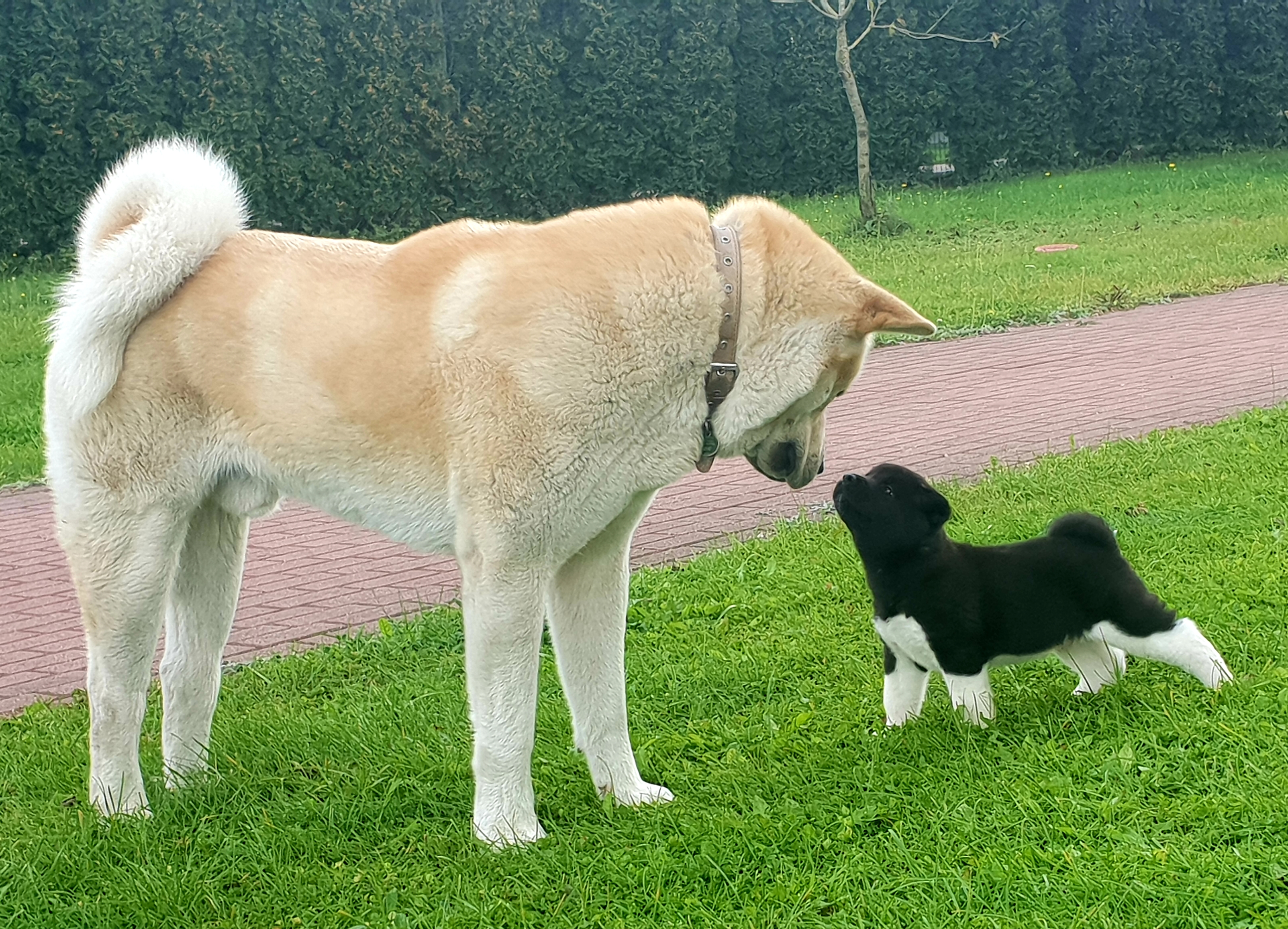 Pārdodu Akitas kucēnus