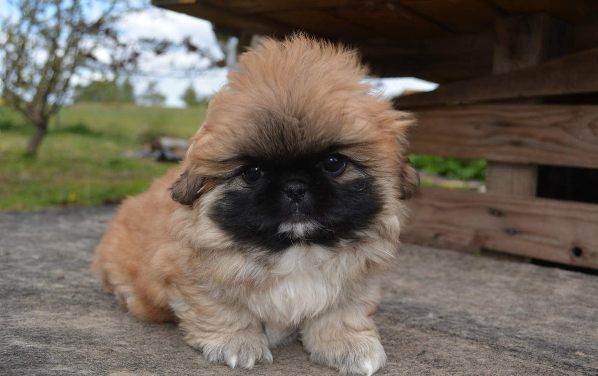 Pārdodu pekiniešu kucēnus